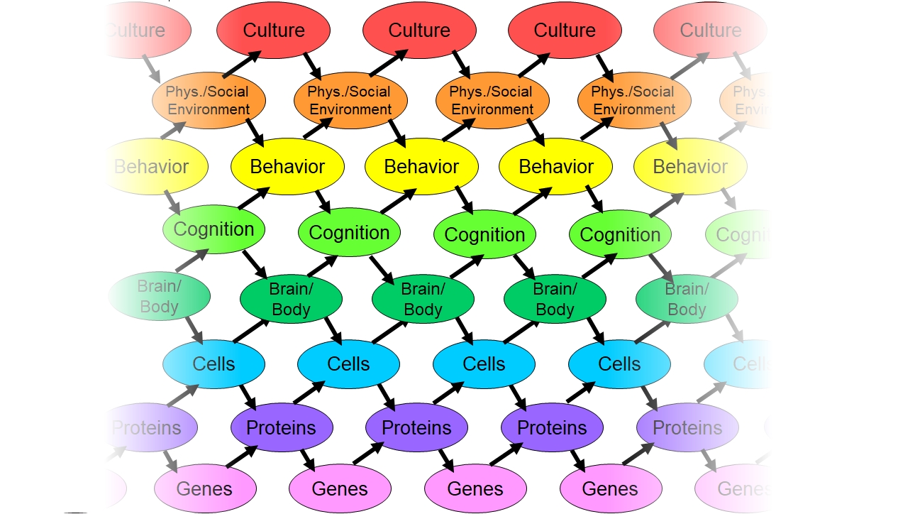 Developmental Systems Theory Diagram